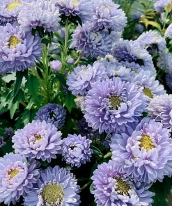 Gala Blue Aster Seeds - 25 Seeds for Vibrant Blue-Purple Blooms - Image 2