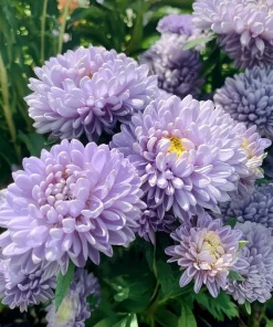 Gala Blue Aster Seeds - 25 Seeds for Vibrant Blue-Purple Blooms - Image 3