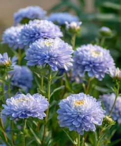 Gala Blue Aster Seeds - 25 Seeds for Vibrant Blue-Purple Blooms - Image 4