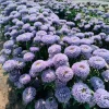 Gala Blue Aster Seeds - 25 Seeds for Vibrant Blue-Purple Blooms - Image 1