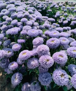Gala Blue Aster Seeds - 25 Seeds for Vibrant Blue-Purple Blooms - Image 1