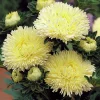 Gala Shiny Yellow Aster Seeds - 25 Seeds, Bright Yellow Annual Flowers - Image 1