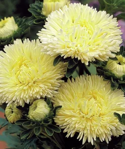 Gala Shiny Yellow Aster Seeds - 25 Seeds, Bright Yellow Annual Flowers - Image 1