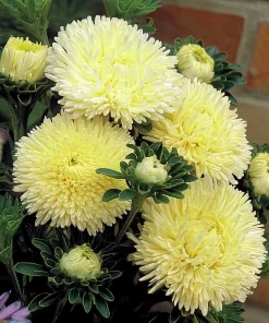 Gala Shiny Yellow Aster Seeds - 25 Seeds, Bright Yellow Annual Flowers - Image 2