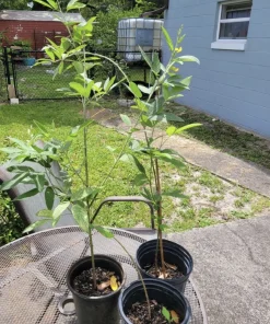 Gandules Tree Live Plant - Organic Pigeon Pea Tree, Medium Size - Image 2