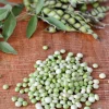 Gandules Tree Live Plant - Organic Pigeon Pea Tree, Medium Size - Image 1