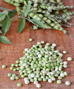 Gandules Tree Live Plant - Organic Pigeon Pea Tree, Medium Size - Image 1