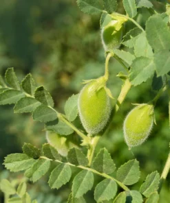 Garbanzo Bean Seeds - 15 Chickpea Vegetable Seeds for Planting - Cicer Arietinum - Image 2