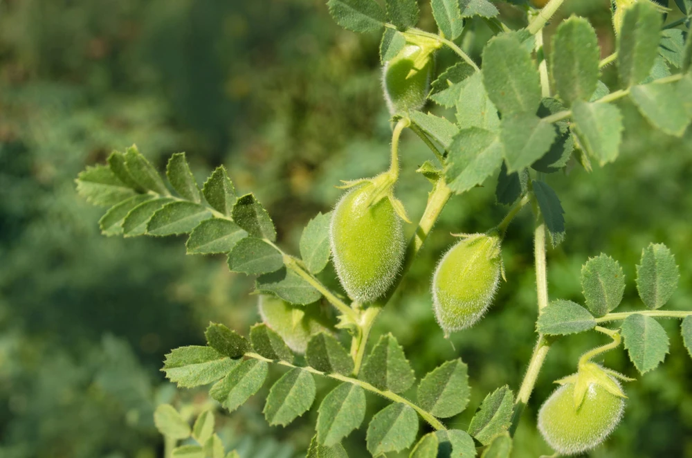 Garbanzo Bean Seeds - 15 Chickpea Vegetable Seeds for Planting - Cicer Arietinum - Image 2