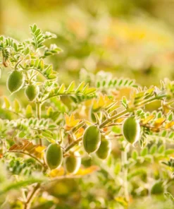 Garbanzo Bean Seeds - 15 Chickpea Vegetable Seeds for Planting - Cicer Arietinum - Image 3