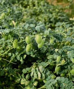 Garbanzo Bean Seeds - 15 Chickpea Vegetable Seeds for Planting - Cicer Arietinum - Image 4