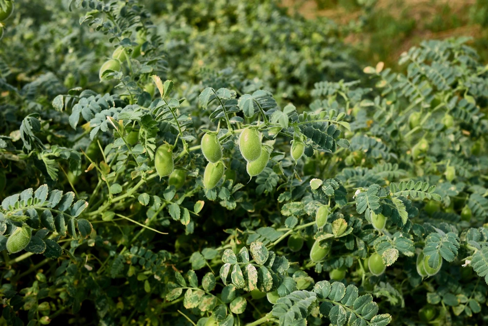 Garbanzo Bean Seeds - 15 Chickpea Vegetable Seeds for Planting - Cicer Arietinum - Image 4