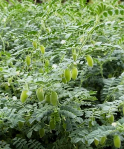 Garbanzo Bean Seeds - 15 Chickpea Vegetable Seeds for Planting - Cicer Arietinum - Image 5