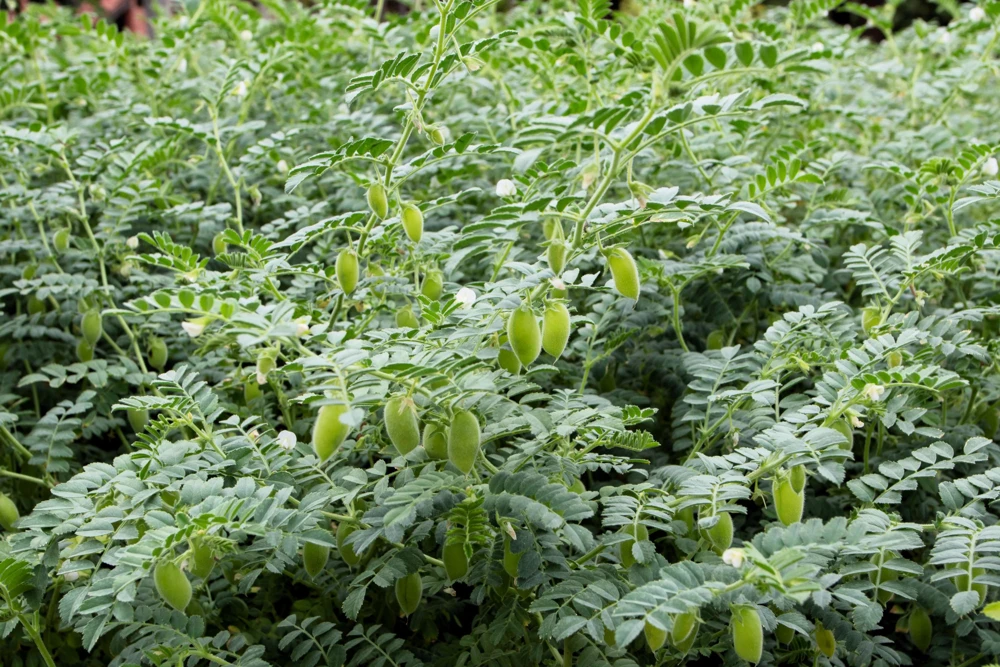 Garbanzo Bean Seeds - 15 Chickpea Vegetable Seeds for Planting - Cicer Arietinum - Image 5