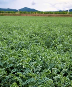 Garbanzo Bean Seeds - 15 Chickpea Vegetable Seeds for Planting - Cicer Arietinum - Image 6