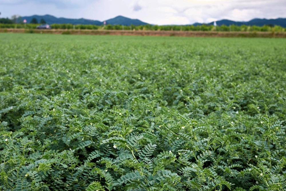 Garbanzo Bean Seeds - 15 Chickpea Vegetable Seeds for Planting - Cicer Arietinum - Image 6