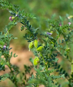 Garbanzo Bean Seeds - 15 Chickpea Vegetable Seeds for Planting - Cicer Arietinum - Image 7