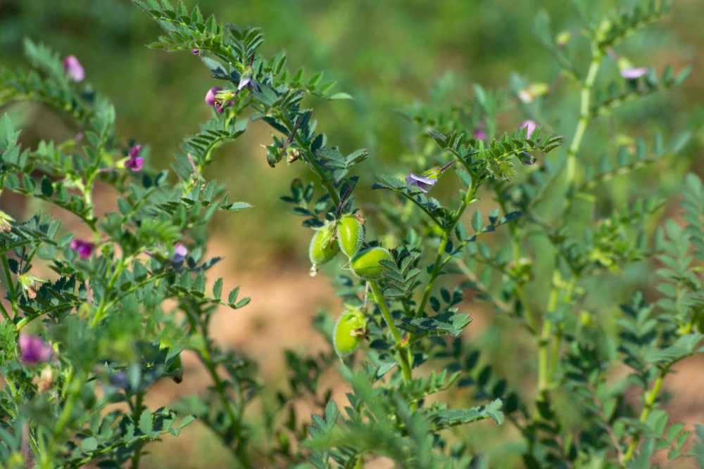 Garbanzo Bean Seeds - 15 Chickpea Vegetable Seeds for Planting - Cicer Arietinum - Image 7