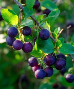 Garden Huckleberry Seeds - 50 Count for Productive Berry Plants, Edible Berries - Image 2