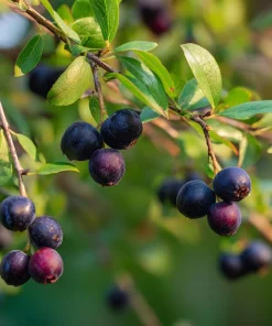 Garden Huckleberry Seeds - 50 Count for Productive Berry Plants, Edible Berries - Image 4