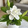 Gardenia Live Plant - Fragrant White Flowers, Evergreen Shrub - Image 1