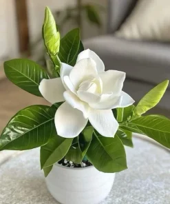 Gardenia Live Plant - Fragrant White Flowers, Evergreen Shrub - Image 1