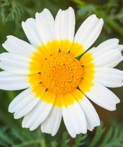 Garland Daisy Seeds - 1000 Chrysanthemum Coronarium Glebionis Seeds, White & Yellow Flowers - Image 6