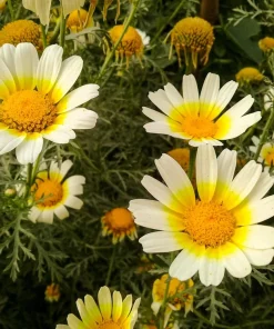 Garland Daisy Seeds - 1000 Chrysanthemum Coronarium Glebionis Seeds, White & Yellow Flowers - Image 7