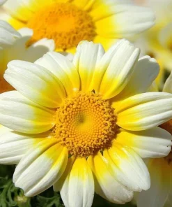 Garland Daisy Seeds - 500 Heirloom Chrysanthemum coronarium for Gardens - Image 3
