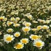 Garland Daisy Seeds - 500 Heirloom Chrysanthemum coronarium for Gardens - Image 1