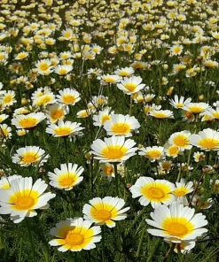 Garland Daisy Seeds - 500 Heirloom Chrysanthemum coronarium for Gardens - Image 1