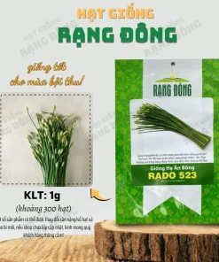 Garlic Chives Flower Seeds – 300 Seeds – Allium tuberosum – Leek Flowering Seeds - Image 2