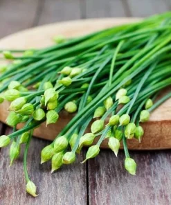Garlic Chives Flower Seeds – 300 Seeds – Allium tuberosum – Leek Flowering Seeds - Image 3