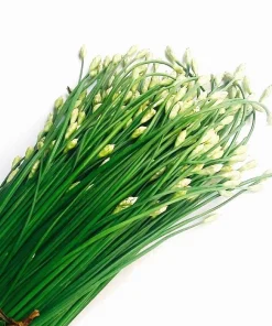 Garlic Chives Flower Seeds – 300 Seeds – Allium tuberosum – Leek Flowering Seeds - Image 4