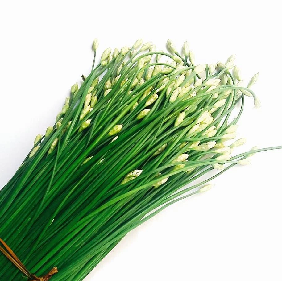 Garlic Chives Flower Seeds – 300 Seeds – Allium tuberosum – Leek Flowering Seeds - Image 4