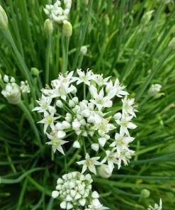 Garlic Chives Flower Seeds – 300 Seeds – Allium tuberosum – Leek Flowering Seeds - Image 5