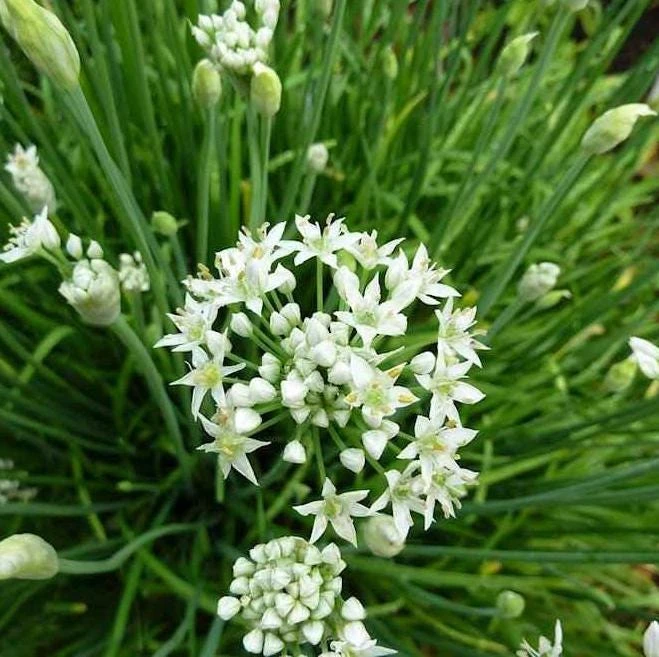 Garlic Chives Flower Seeds – 300 Seeds – Allium tuberosum – Leek Flowering Seeds - Image 5