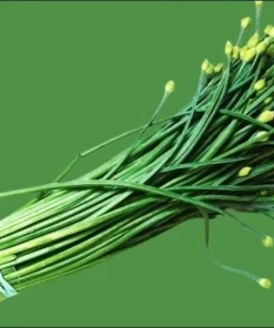 Garlic Chives Flower Seeds – 300 Seeds – Allium tuberosum – Leek Flowering Seeds - Image 6