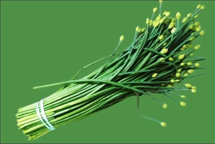 Garlic Chives Flower Seeds – 300 Seeds – Allium tuberosum – Leek Flowering Seeds - Image 6