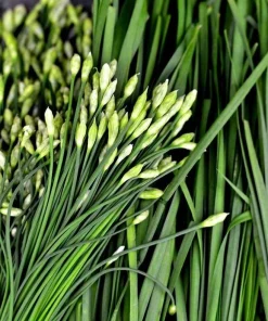 Garlic Chives Flower Seeds – 300 Seeds – Allium tuberosum – Leek Flowering Seeds - Image 1