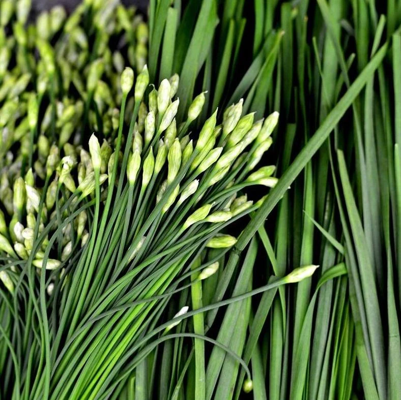 Garlic Chives Flower Seeds – 300 Seeds – Allium tuberosum – Leek Flowering Seeds - Image 1