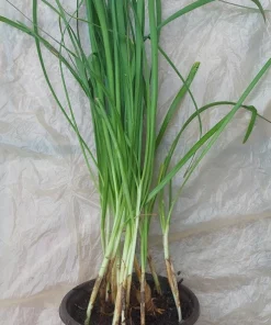 Garlic Chives Live Plant in Pot – Rooted Edible Herb Plant – Allium Tuberosum - Image 2