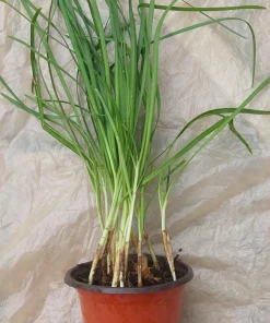 Garlic Chives Live Plant in Pot – Rooted Edible Herb Plant – Allium Tuberosum - Image 3
