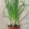 Garlic Chives Live Plant in Pot – Rooted Edible Herb Plant – Allium Tuberosum - Image 1