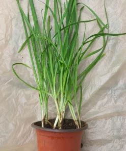 Garlic Chives Live Plant in Pot – Rooted Edible Herb Plant – Allium Tuberosum - Image 1