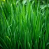 Garlic Chives Seeds – 200 Allium tuberosum Seeds – Perennial Culinary Herb - Image 1