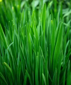 Garlic Chives Seeds – 200 Allium tuberosum Seeds – Perennial Culinary Herb - Image 1