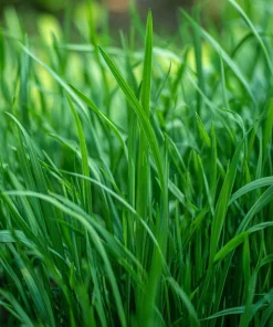 Garlic Chives Seeds – 200 Allium tuberosum Seeds – Perennial Culinary Herb - Image 2