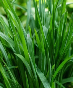 Garlic Chives Seeds – 200 Allium tuberosum Seeds – Perennial Culinary Herb - Image 3