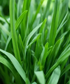 Garlic Chives Seeds – 200 Allium tuberosum Seeds – Perennial Culinary Herb - Image 4